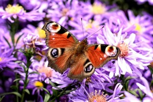 peacock-butterfly-981142_1280