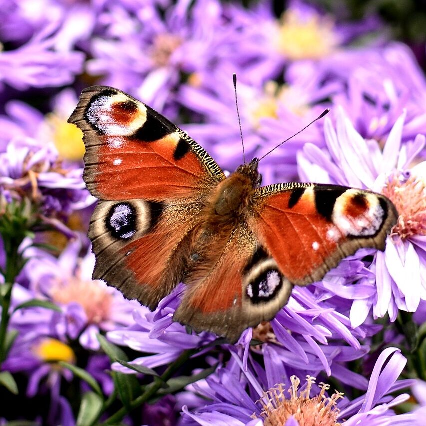 peacock-butterfly-981142_1280